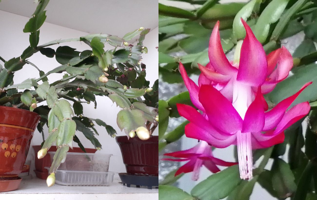 Як стимулювати цвітіння декабриста восени та взимку