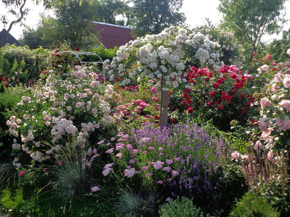 Експерти розповіли, як захистити троянди від зимових морозів доступним способом – поради