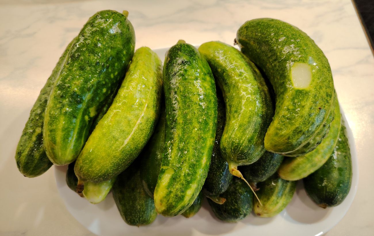 Який сорт огірків обрати для посадки на ділянці