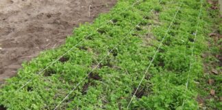 Городники розповіли, навіщо засівати порожні місця між грядками сидератами