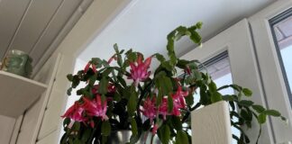 Експерти розповіли, як доглядати за декабристом взимку