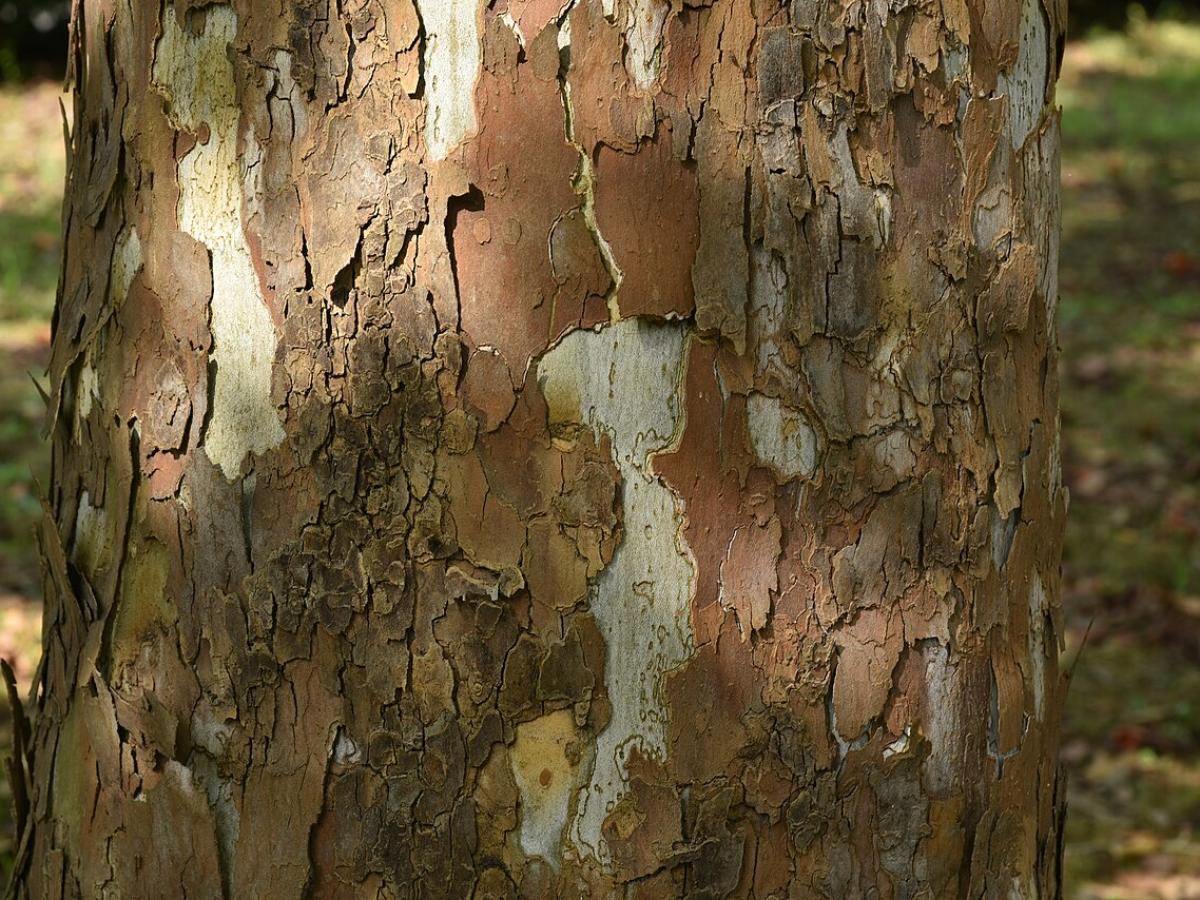 Садівники пояснили, як захистити кору дерев у зимовий період, аби вона не тріскалась