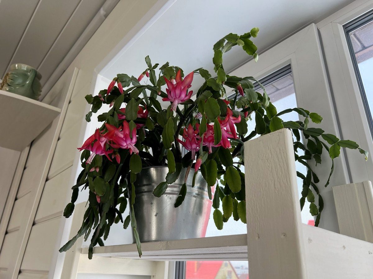 Експерти розповіли, як покращити цвітіння декабриста в домашніх умовах правильним поливом