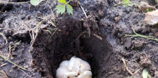 Експерти розповіли, що робити, якщо в грудні проріс часник 