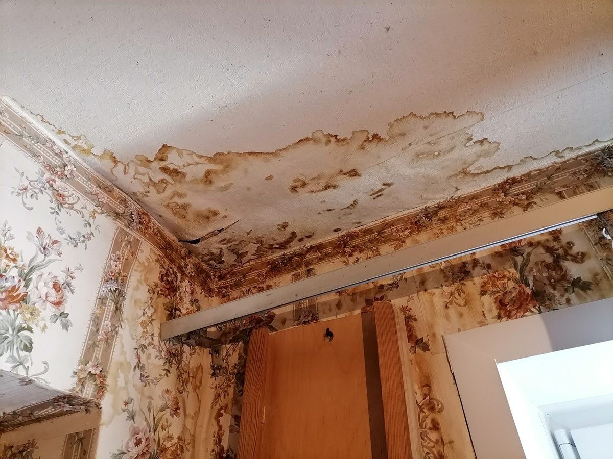 Експерти порадили максимально простий секрет, як боротись із пліснявою в домашніх умовах