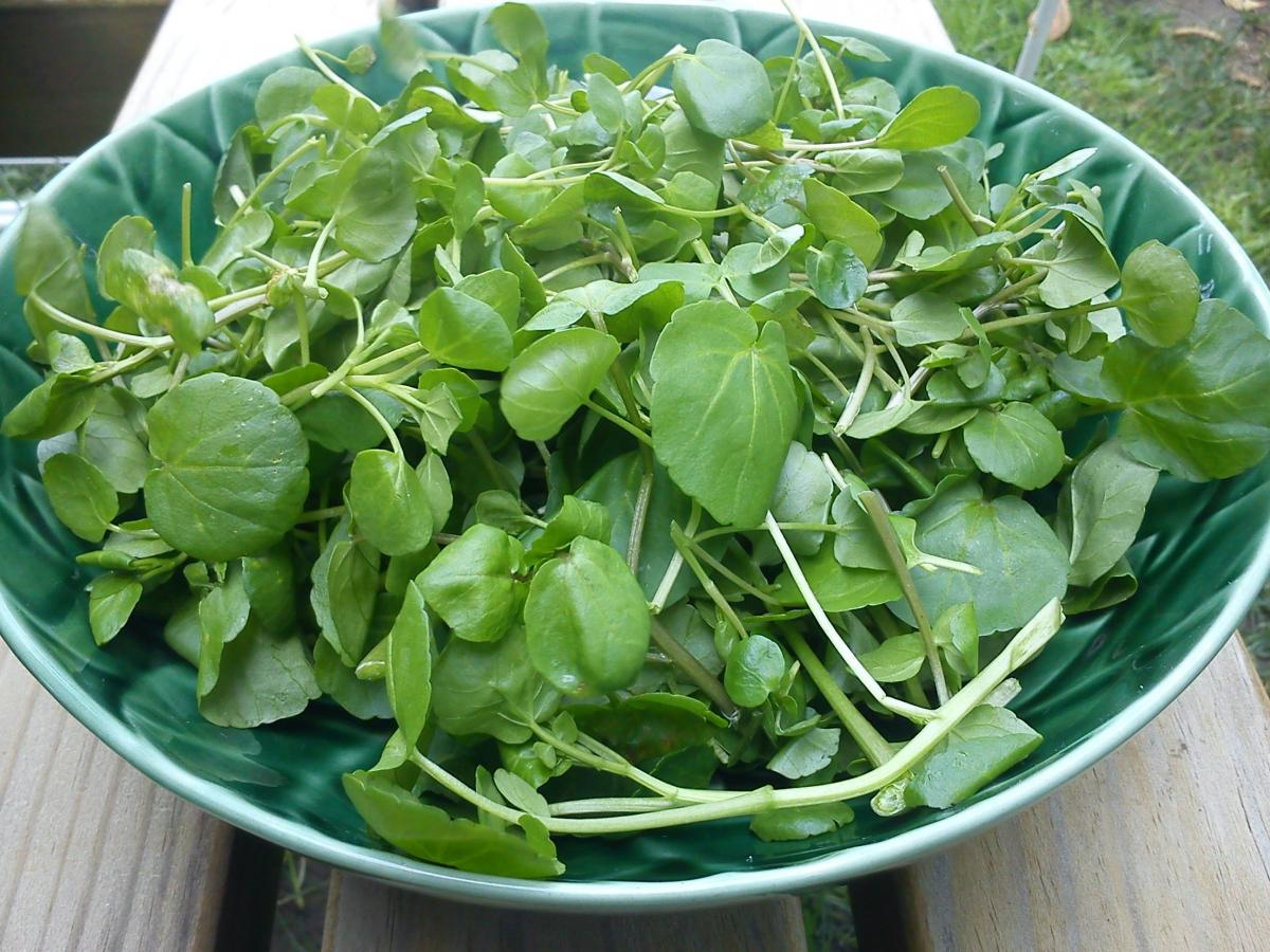 Експерти пояснили, які рослини можна виростити на підвіконні до Нового року – корисні поради