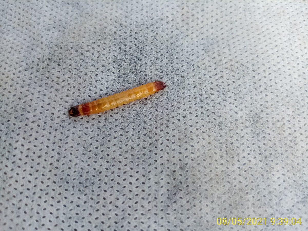 Експерти розповіли, як спровадити дротяника зі своєї грядки за допомогою простого лайфхаку