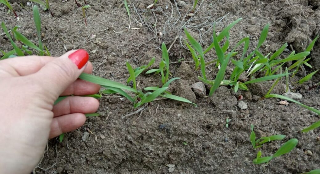 “Замішала” народні засоби за рецептом з 4 інгредієнтів: бур’янів на ділянці стало у 3 рази менше, ніж у 2024 