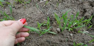 Як правильно позбутись від бур'янів