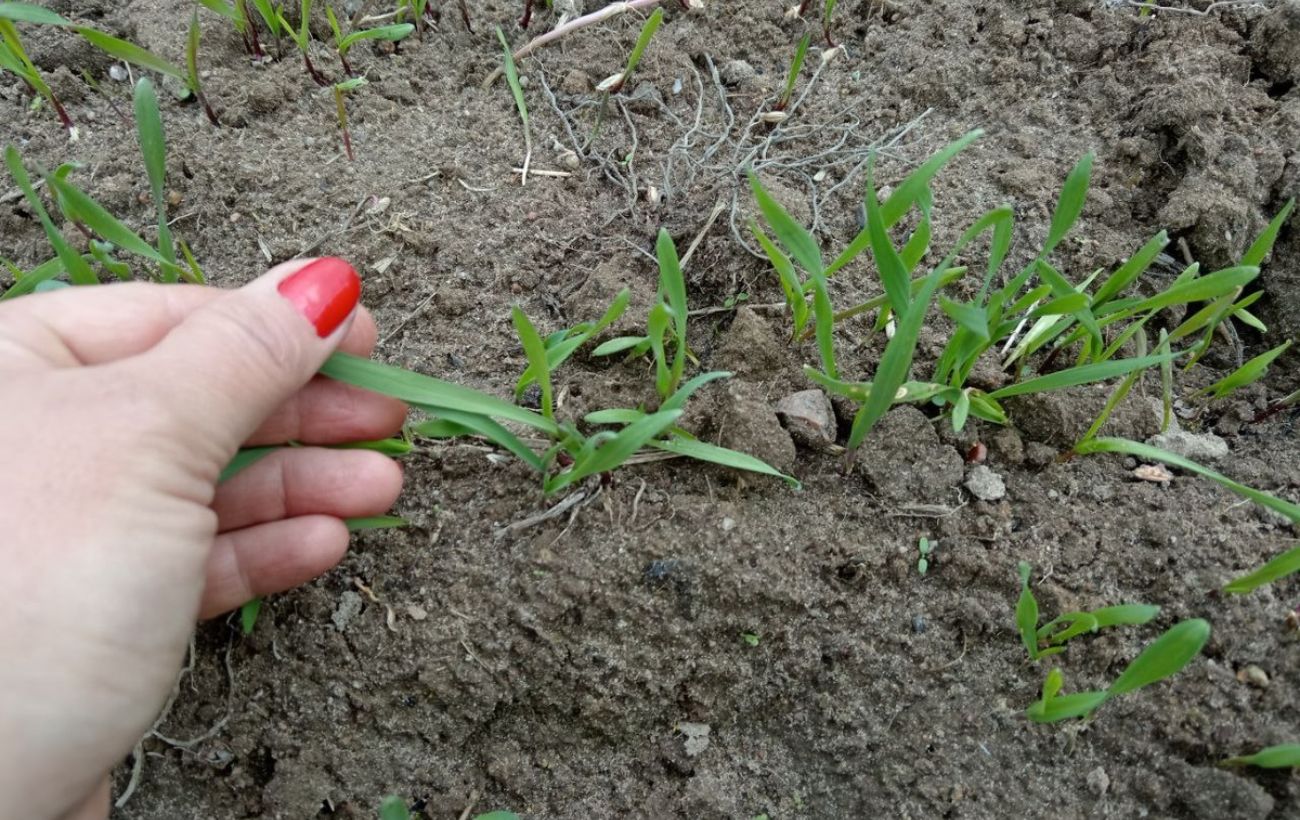 Як правильно позбутись від бур'янів