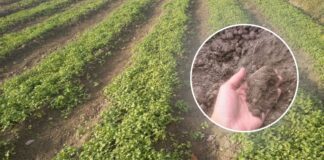 Коли та які сіяти сидерати під зиму