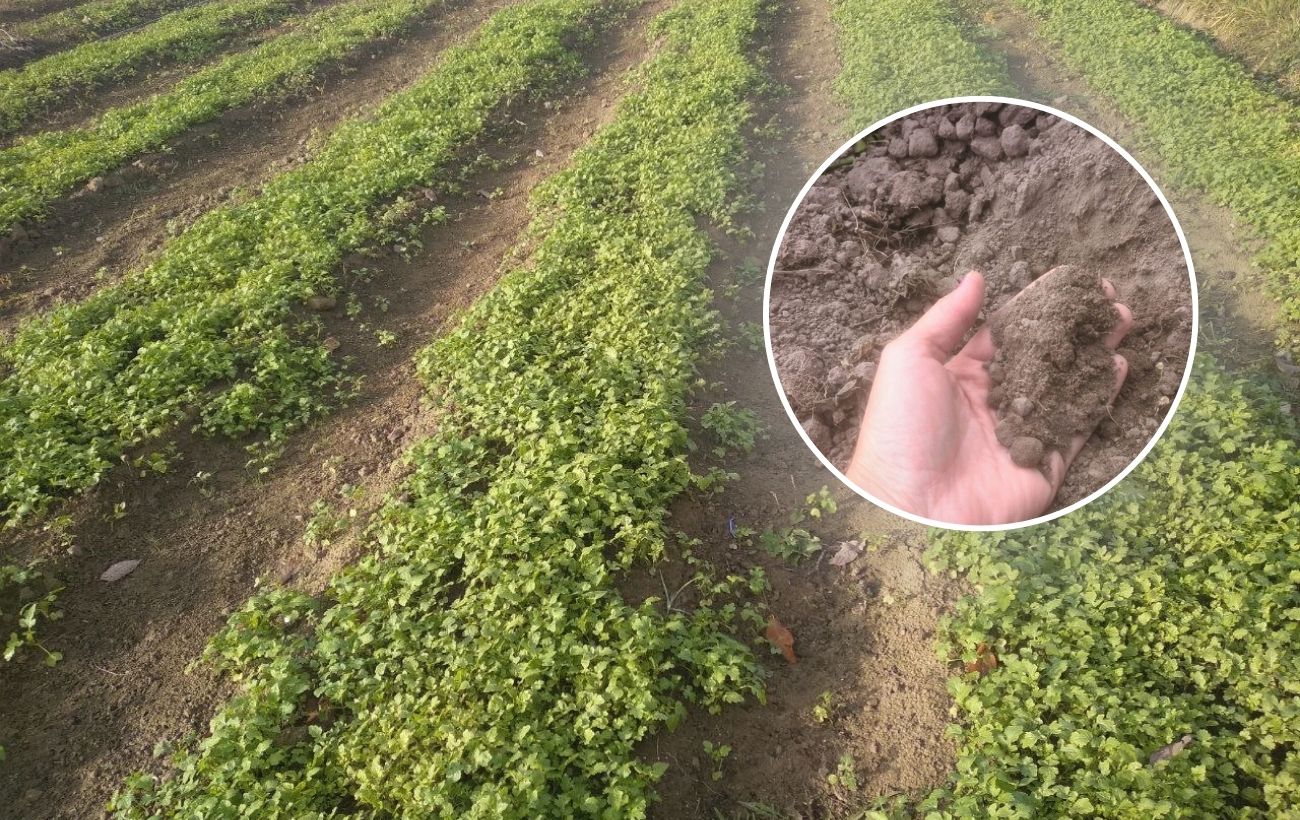 Коли та які сіяти сидерати під зиму