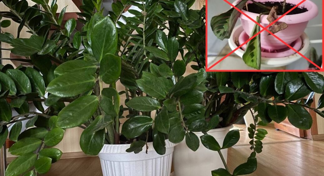 У ґрунт для кімнатних квітів додаю 1 ложку “цього” – і вони не жовтіють до квітня: зима проходить “на ура” 