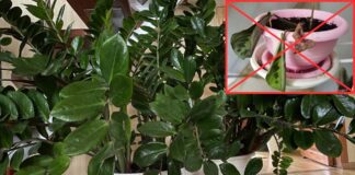 Як правильно підживити кімнатні рослини на зиму