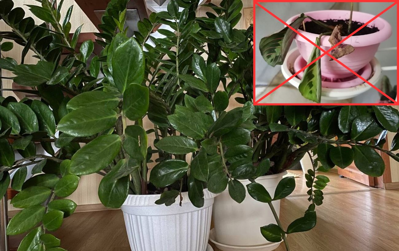 Як правильно підживити кімнатні рослини на зиму