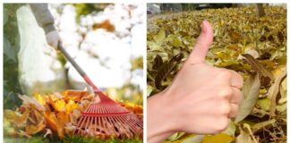 Городники розповіли, як перетворити горіхове листя на добриво