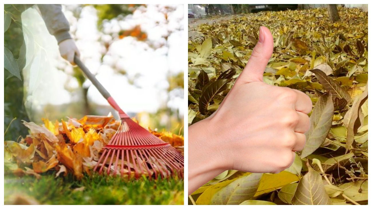 Городники розповіли, як перетворити горіхове листя на добриво