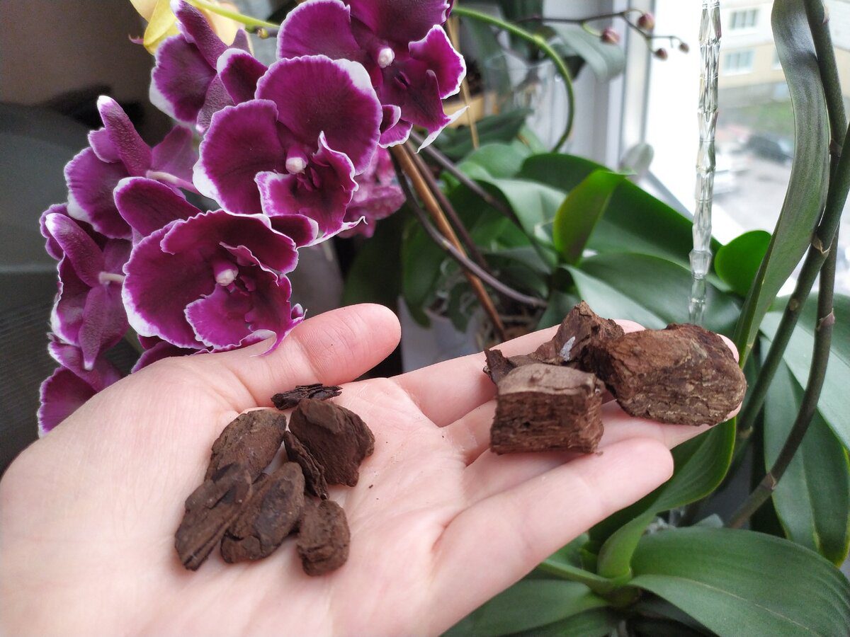 Квітникарі розповіли, як просто стимулювати цвітіння орхідеї доступним і бюджетним способом