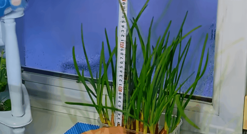 Я виростила цибулю до Різдва без теплиці. Це простіше, ніж обрати подарунок: зелень на підвіконні за 20 днів 