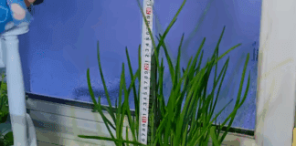 Господині розповіли, як швидко виростити зелену цибулю на підвіконні