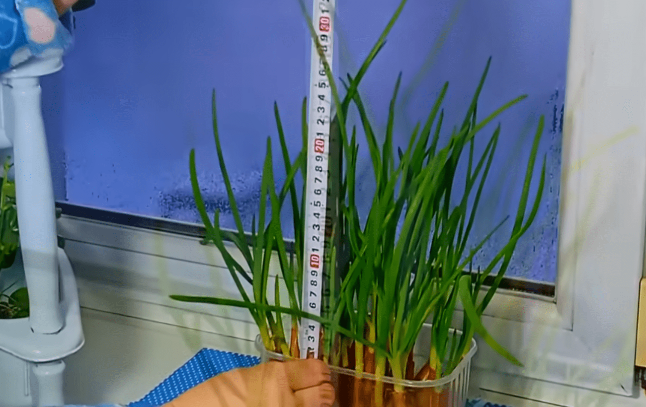 Городники розповіли, які культури можна посадити взимку на підвіконні 