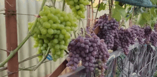 Садівники розповіли про невкривні сорти винограду