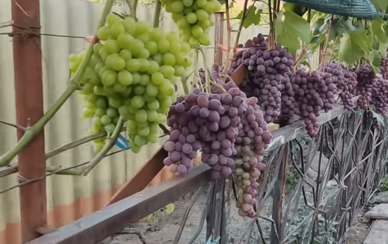 Садівники розповіли про невкривні сорти винограду