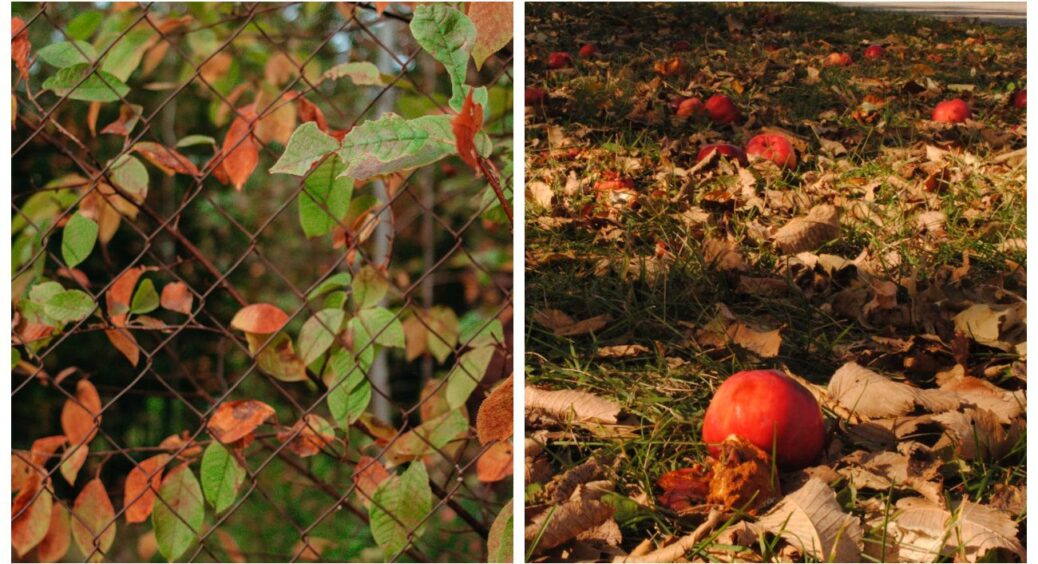 Моя яблуня у листопаді не хоче скидати листя. Це нормально? Сусід-агроном розклав все по поличках: 5 причин 