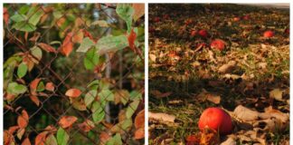 Садівники пояснили, чому яблуня не скидає листя восени