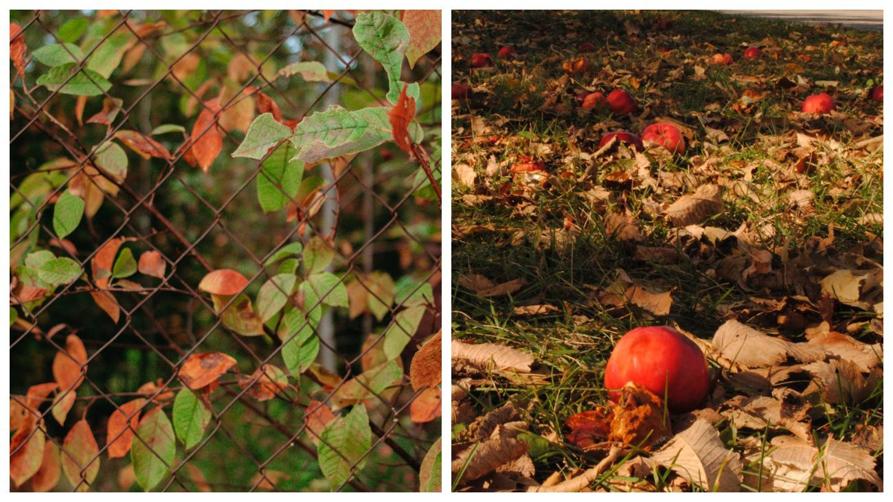 Садівники пояснили, чому яблуня не скидає листя восени