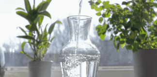 Квітникарі порадили, чим оживити чахлі кімнатні рослини