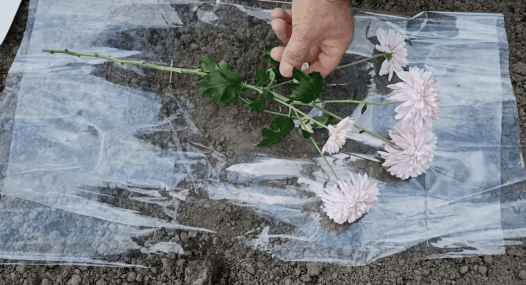 1 з простих варіантів розмноження хризантем: беру букет і висаджую у відкритий ґрунт. Легко й без заморочок 