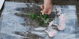 Садівники порадили, як розмножувати хризантему живцями