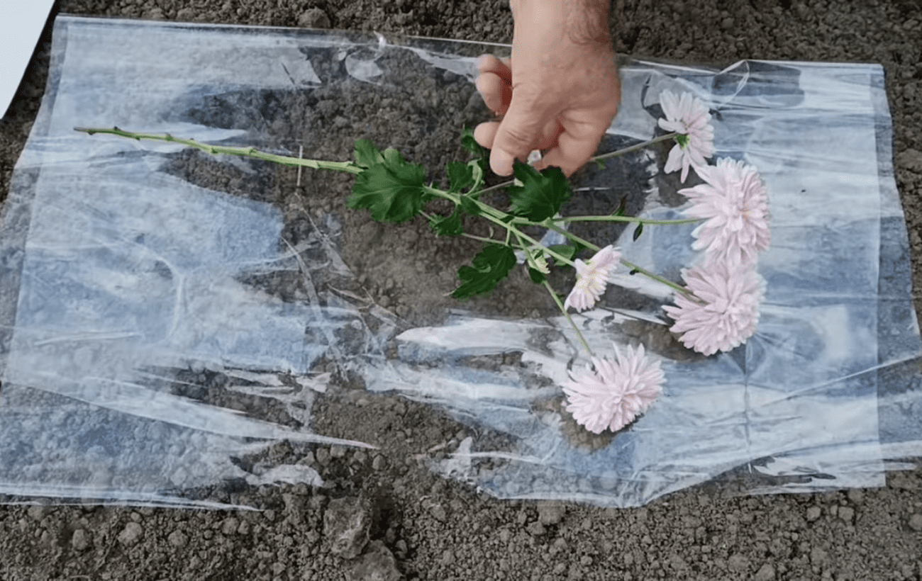 Садівники порадили, як розмножувати хризантему живцями