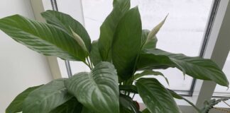 Квітникарі розповіли, навіщо поливати спатифілум чайною заваркою 