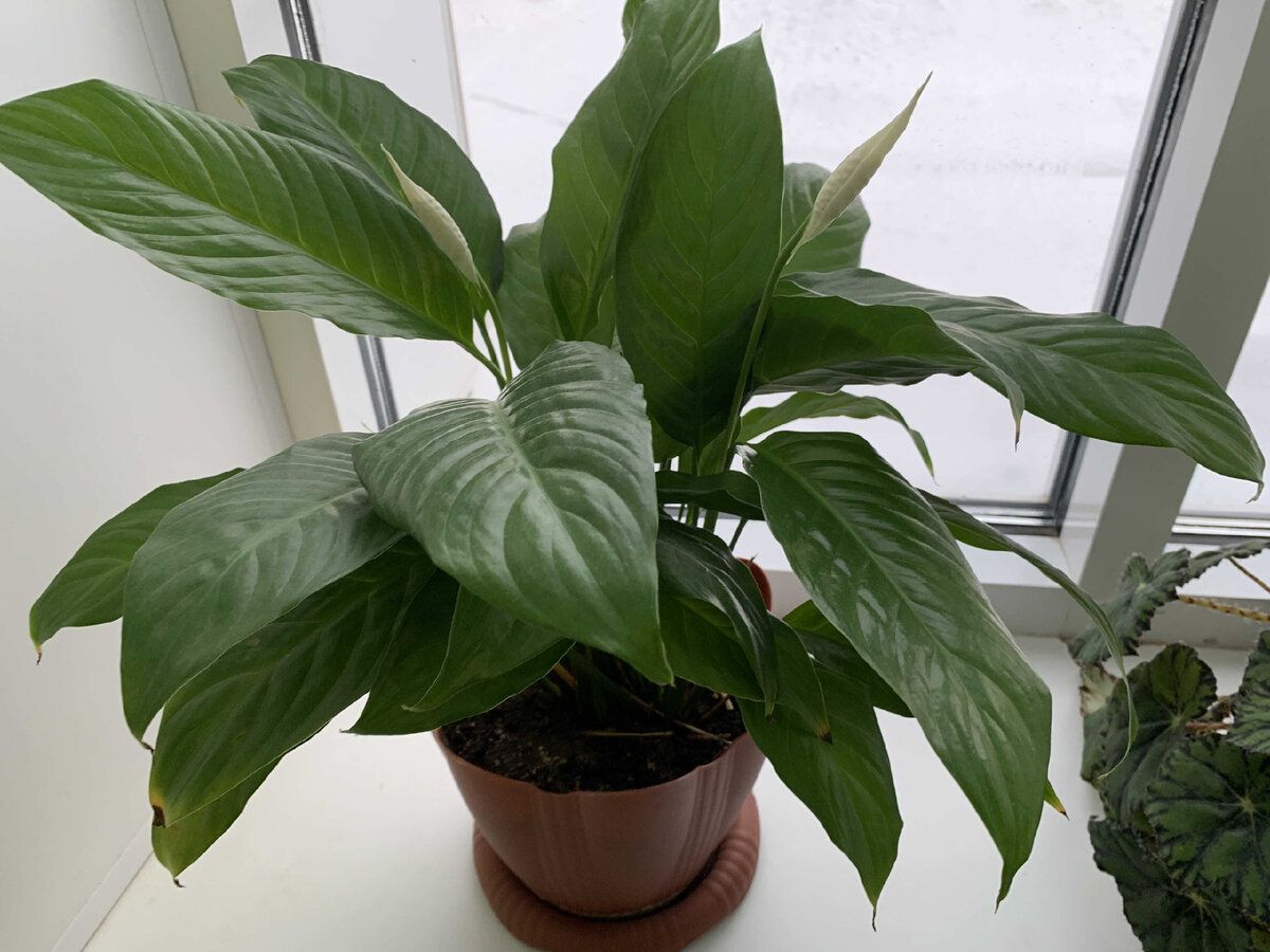 Квітникарі розповіли, який секрет допоможе покращити та продовжити цвітіння спатифілума