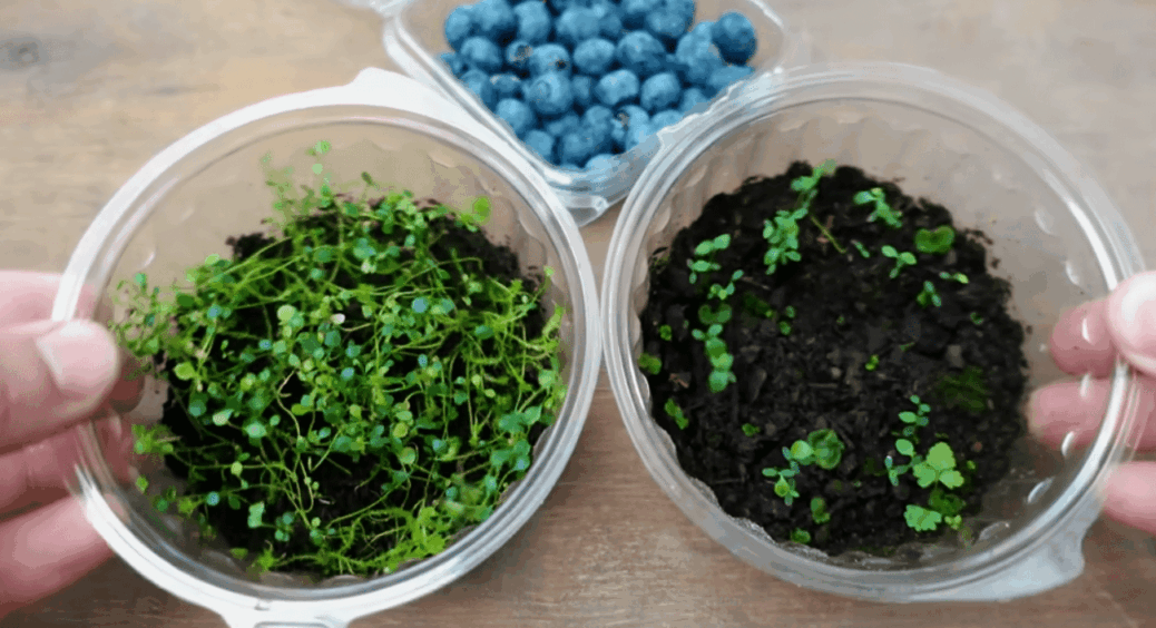 Купую чорницю в лотках не для їжі, а для посіву: ділюсь 2 способами виростити власну ягідну плантацію 