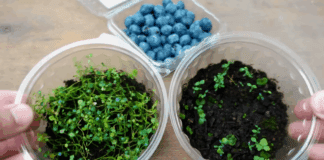 Садівники розповіли, як виростити чорницю з покупних ягід