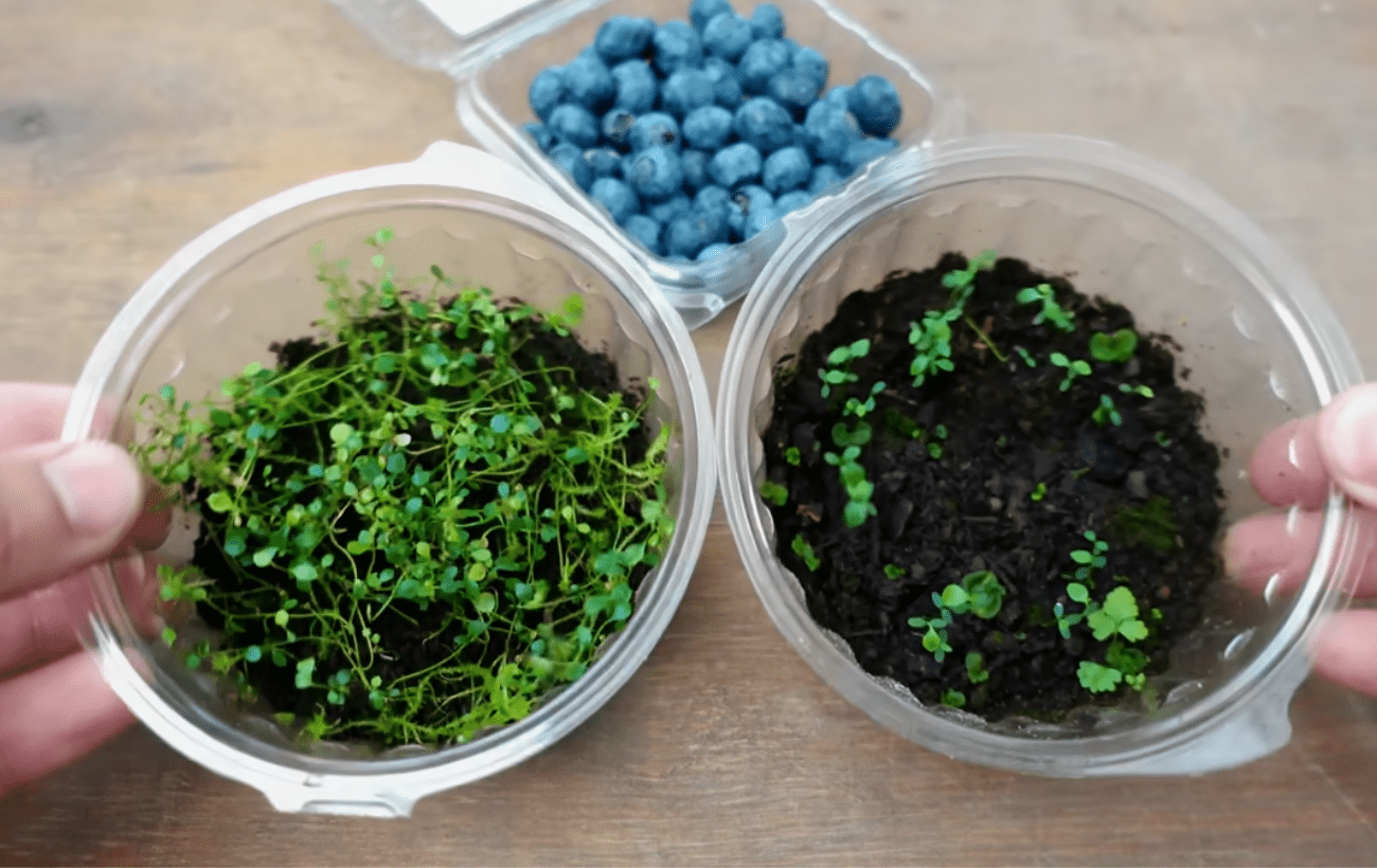Садівники розповіли, як виростити чорницю з покупних ягід