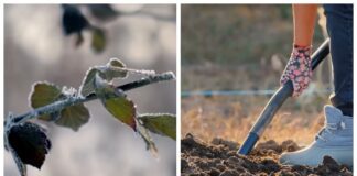 Городники порадили рослини для підзимового посіву