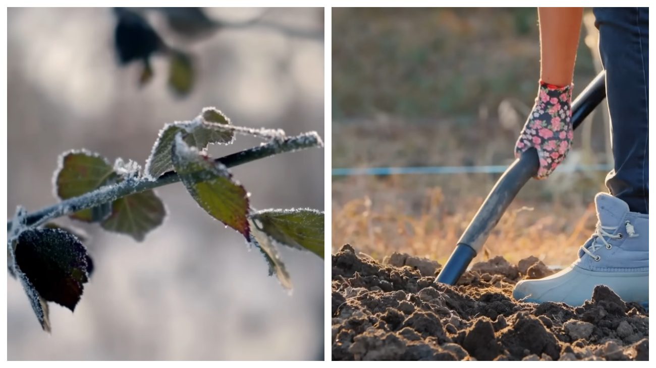 Городники порадили рослини для підзимового посіву