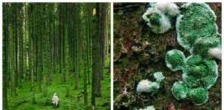 Городники розповіли про користь триходерми для ґрунту восени