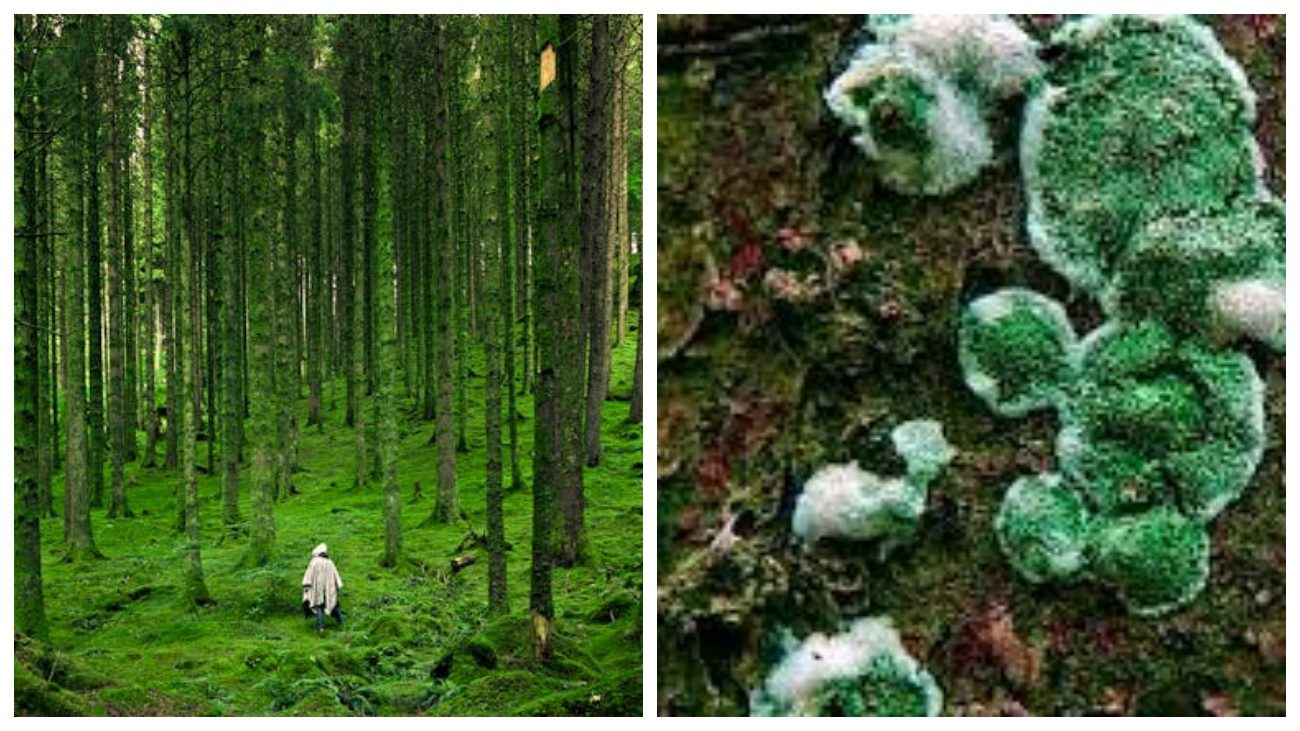 Городники розповіли про користь триходерми для ґрунту восени