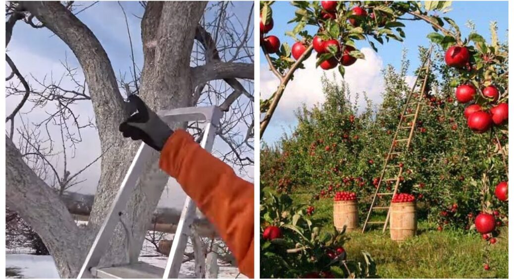 Цим старим деревам — по 20 та 30 років, а врожай з них — наче з юних: розкриваю секрети, що оживили мій сад 