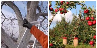 Садівники порадили ефективні техніки омолоджування старого саду