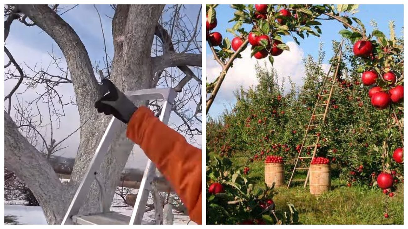 Садівники порадили ефективні техніки омолоджування старого саду