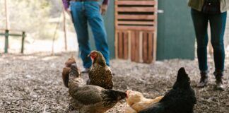 Експерти розповіли про використання дріжджів у підгодівлі курей