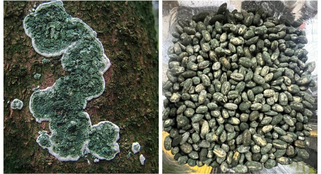 Я припинила ходити в ліс за триходермою: вирощую її вдома, і тепер маю такий запас, що ділюсь з 5 сусідами 