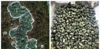 Городники розповіли, як налагодити виробництво триходерми вдома