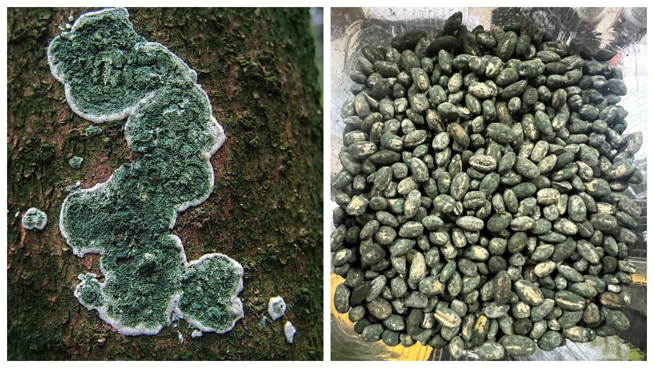 Городники розповіли, як налагодити виробництво триходерми вдома